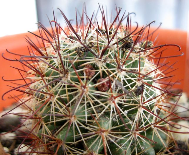 Mammillaria erythocalix - Mammillaria