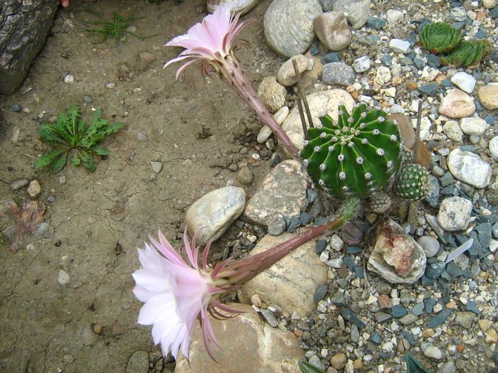 IMG_1182 - Cactusi la mosie14 sept 2009