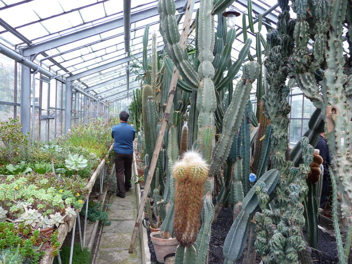 P1010239 - Intalniri cu colectionari de cactusi