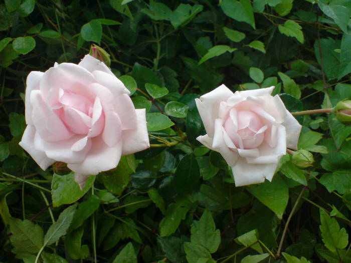 DSC01964 - Trandafiri