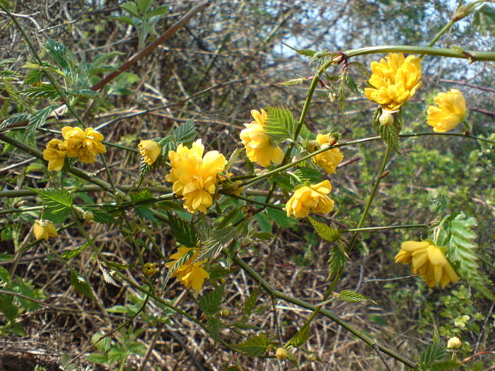 DSC01075 - Flori de camp