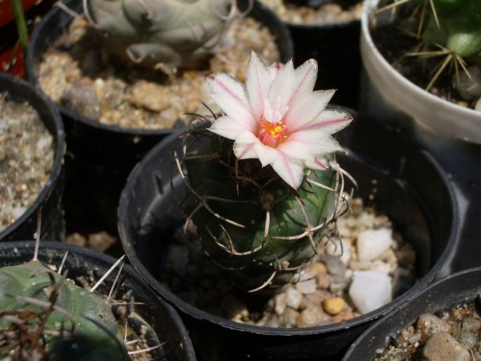 Turbinicarpus