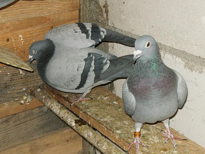 HPIM2217 - porumbei 2009