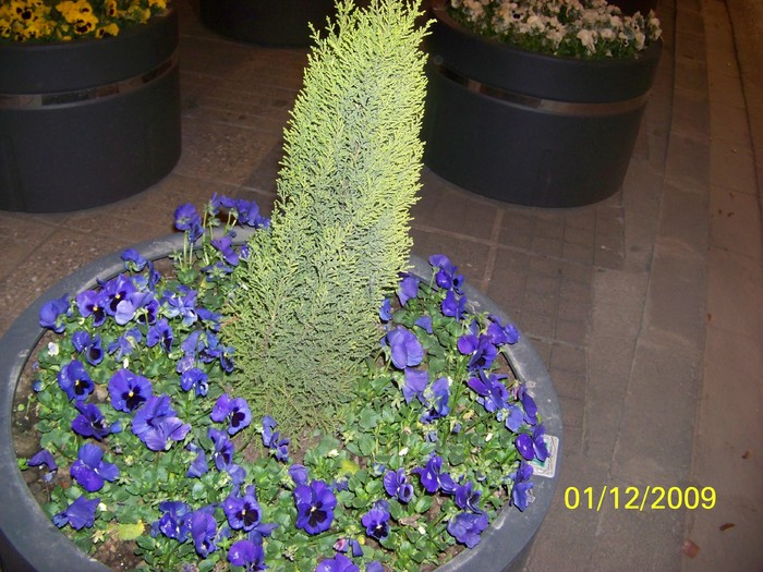 100_6132 - 1 Decembrie Timisoara