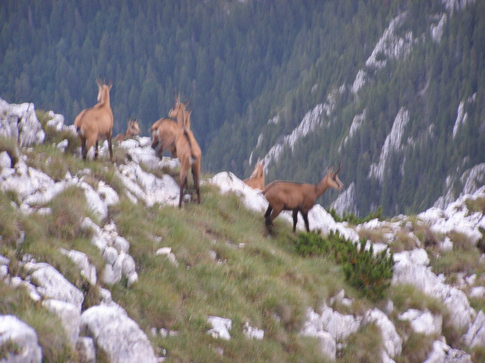 142 - Ab31 - Part 1 ZARNESTI PLAIU FOII VF ASCUTIT PIATRA CRAIULUI Aug 2009