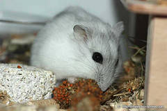 3429978946_8c2e1207d8_m - hamsteri