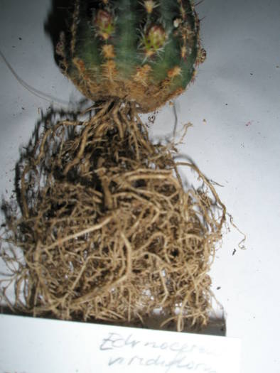 Echinocereus viridiflorus