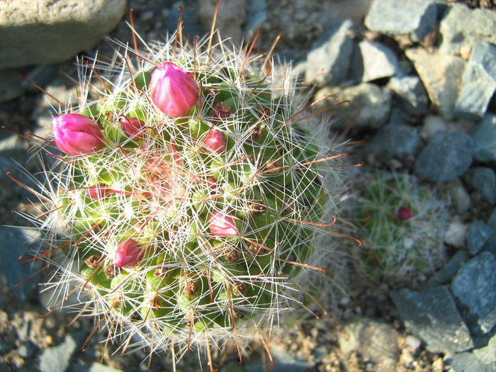 IMG_8193 - Cactusi la mosie 17 iunie 2009