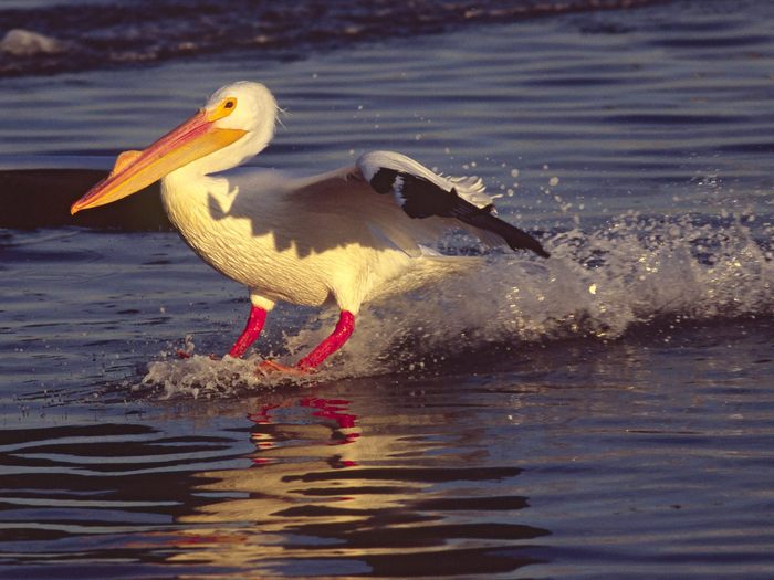 Skidding to a Stop, American White Pelican, California - Wallpapers Premium