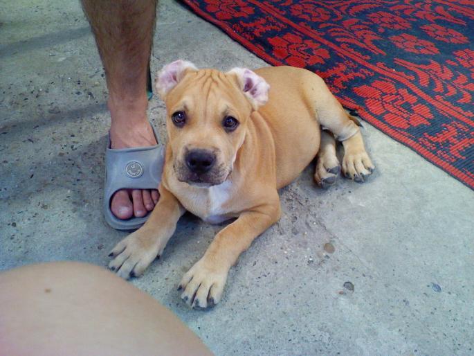 Photo-007 - amstaff