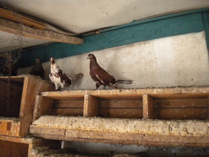 DSCN0618 - 1752 Ion Coltescu si Doru Dumitrescu