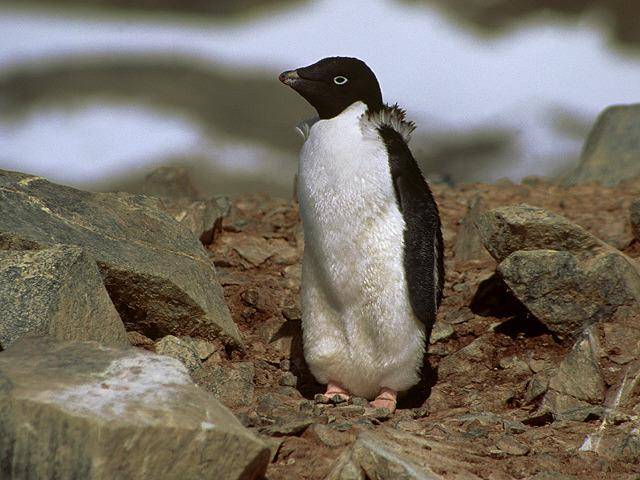 se uita - Pinguini