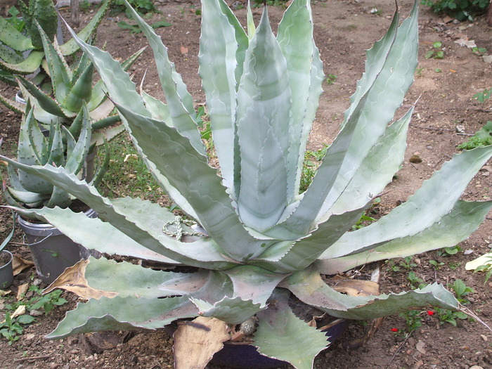 Agave potatorum