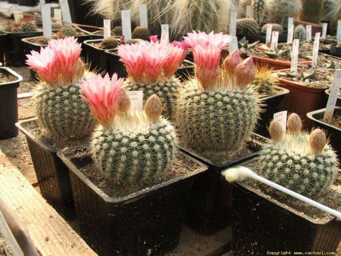 aai_008 - Cactusi care m-au impresionat prin frumusete