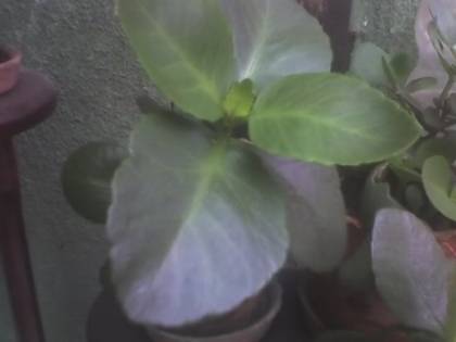 KALANCHOE - FLORI 2009