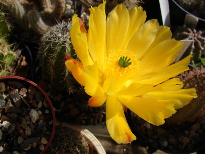 Echinocereus stoloniferus. - Cactusi la Mangalia