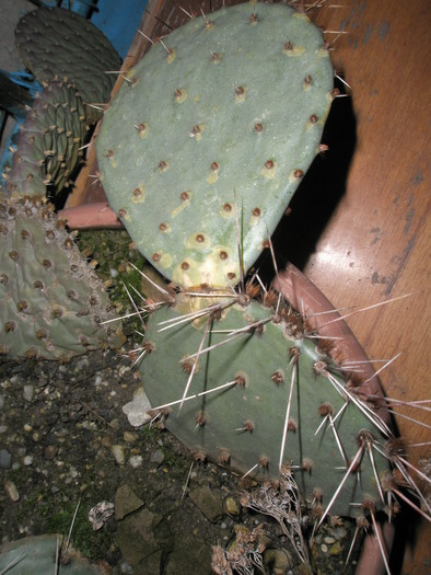 Opuntia 1
