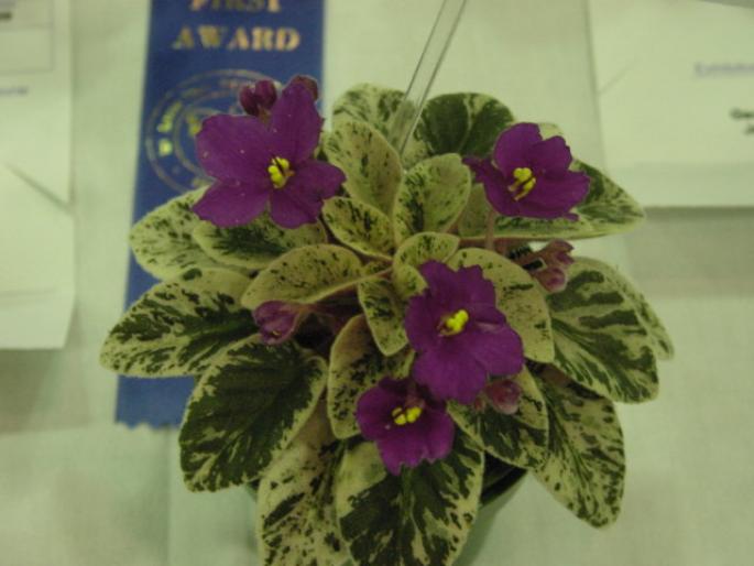 Deans_Sweetheart_2005avsa - violete de pe net