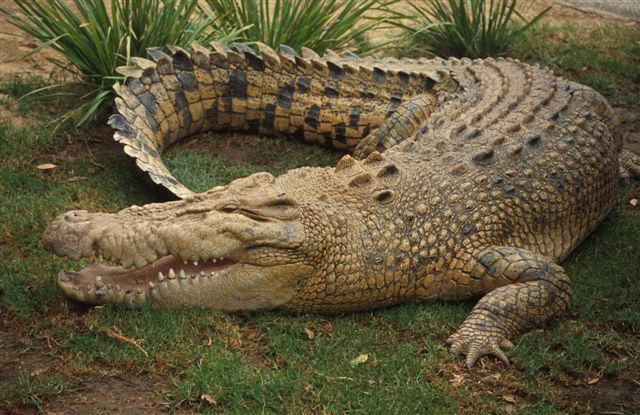 crocodile - crocodili