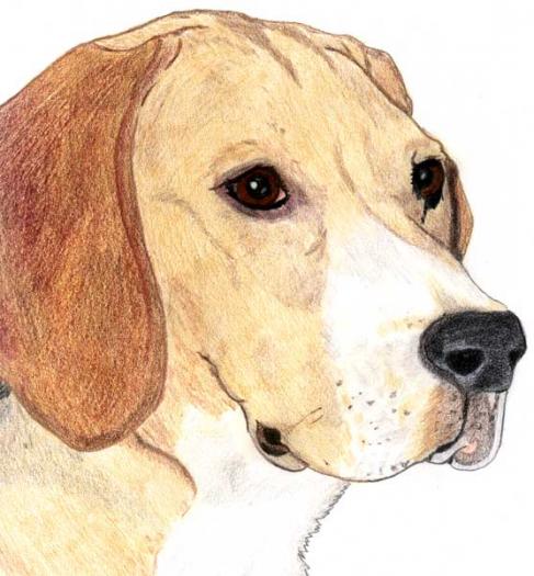 Beagle - NET grafica caini