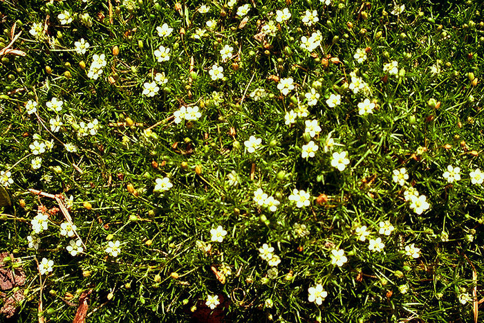 PLANTS01