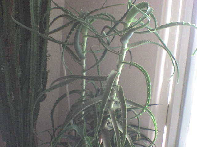 Picture 262 - florile mele