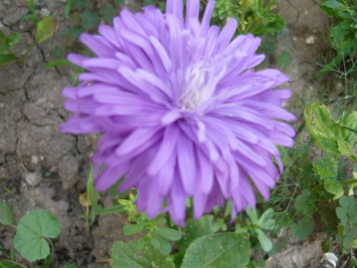 P1010030