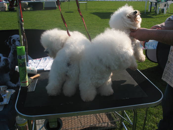 IMG_4690 - bichon frise