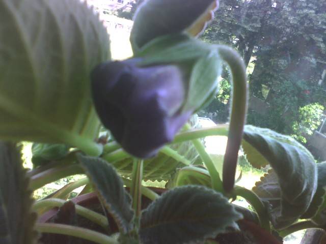 IMG_0668; gloxinia tigrina blue
