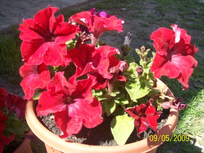 100_2890 - florile mele