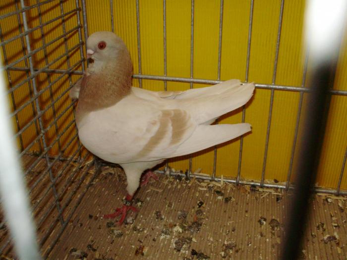 13610 itowl gelb 1 - 1505 partea 6