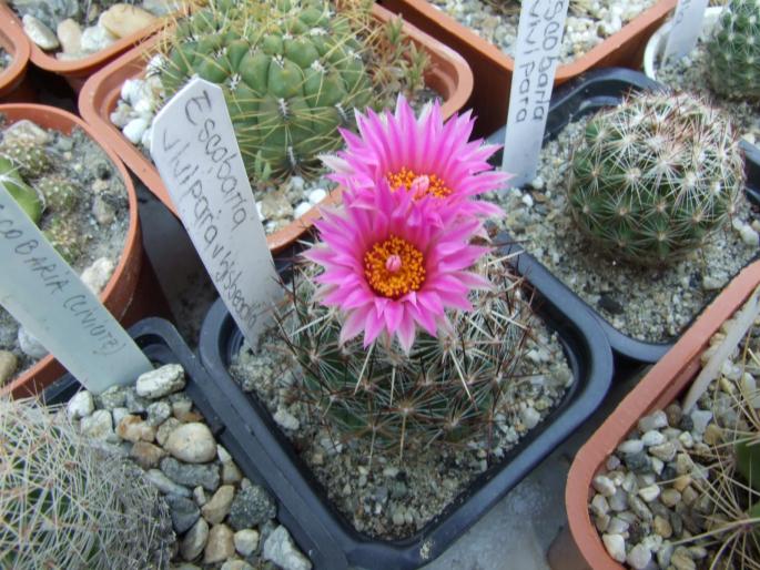 Escobaria vivipara v. bisbeana - flori - CACTUSI - ANUL 2008
