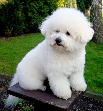 bichon-frise-0043 - bichoni