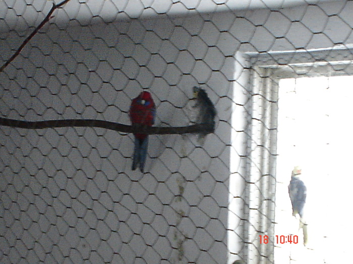 DSC08246 - DECEMBRIE 2009