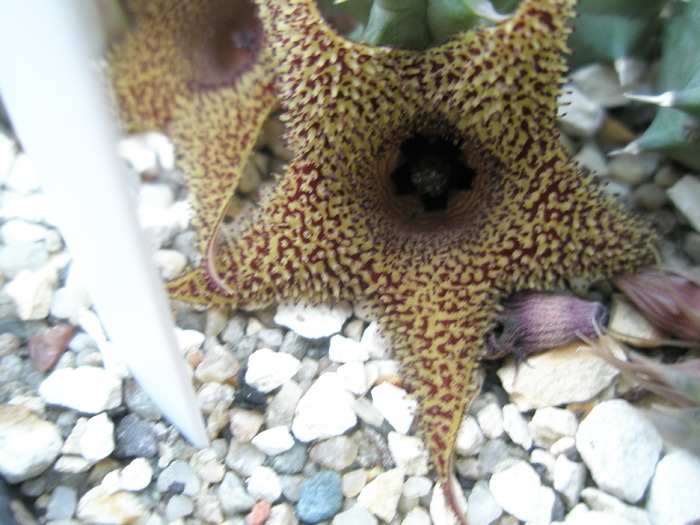 H pillansii x transvalensis - floare 26.08 - Asclepidiacee 2009