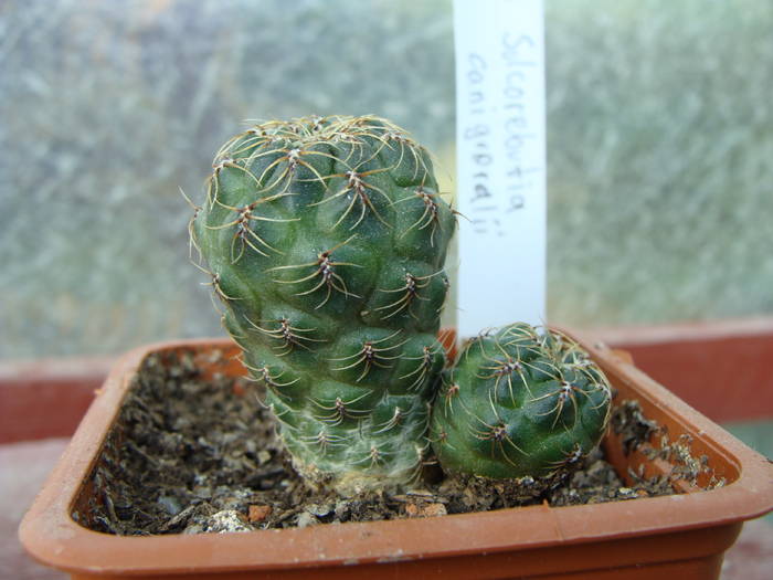 Sulcorebutia canigueralii - Rebutia