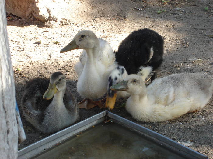 61 - Rate-Gaini-Gaste