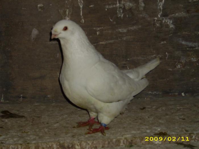 femela 2006 - nastase