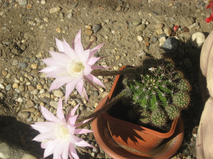 cactusul inflorit - florile mele 2009