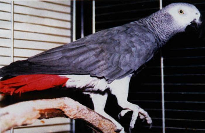 papagagri2bis - alte pasari si animale