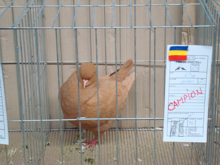 DSC04856 - Campioni de toate rasele la Expo Fauna Banatului 2009 Timisoara