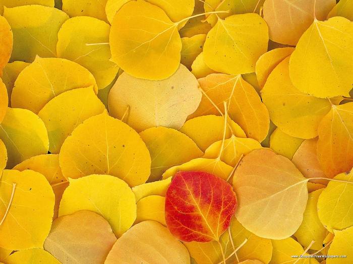 Aspen Leaves, Eastern Sierra, California - Very Beautiful Nature Scenes