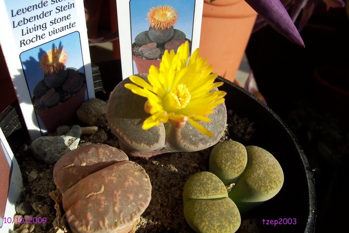 09.10.2009 - Lithops si Pleiospilos