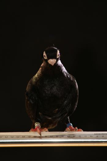 Picture 048 - jucatori de constanta