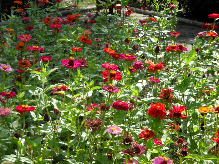 Picture 056 - flori dragute