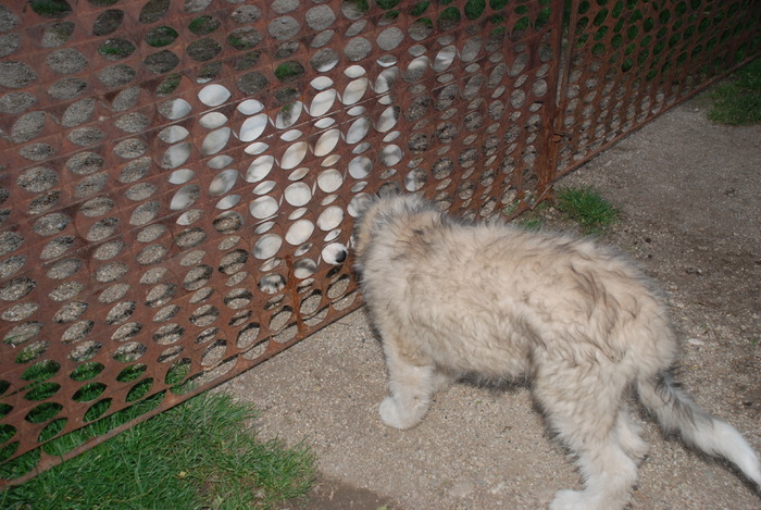 Gerula si surorile lui