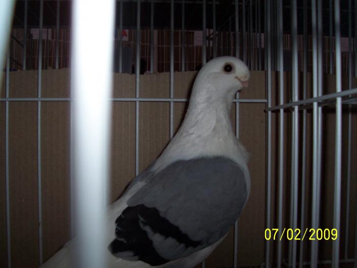 Expo Oradea 2009 037