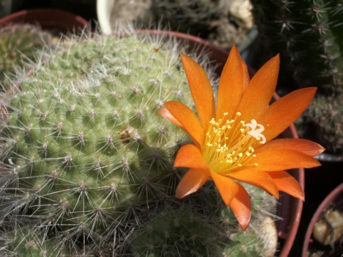 Rebutia