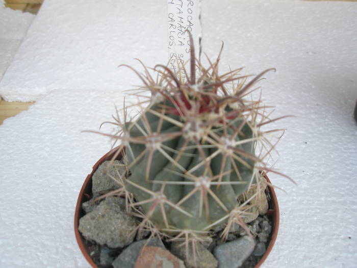 Ferocactus santamaria San carlos, CSB - Ferocactus