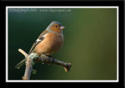 LWVTECJAHPYUZQLPZUY - PASARELE O VECHE PASIUNE